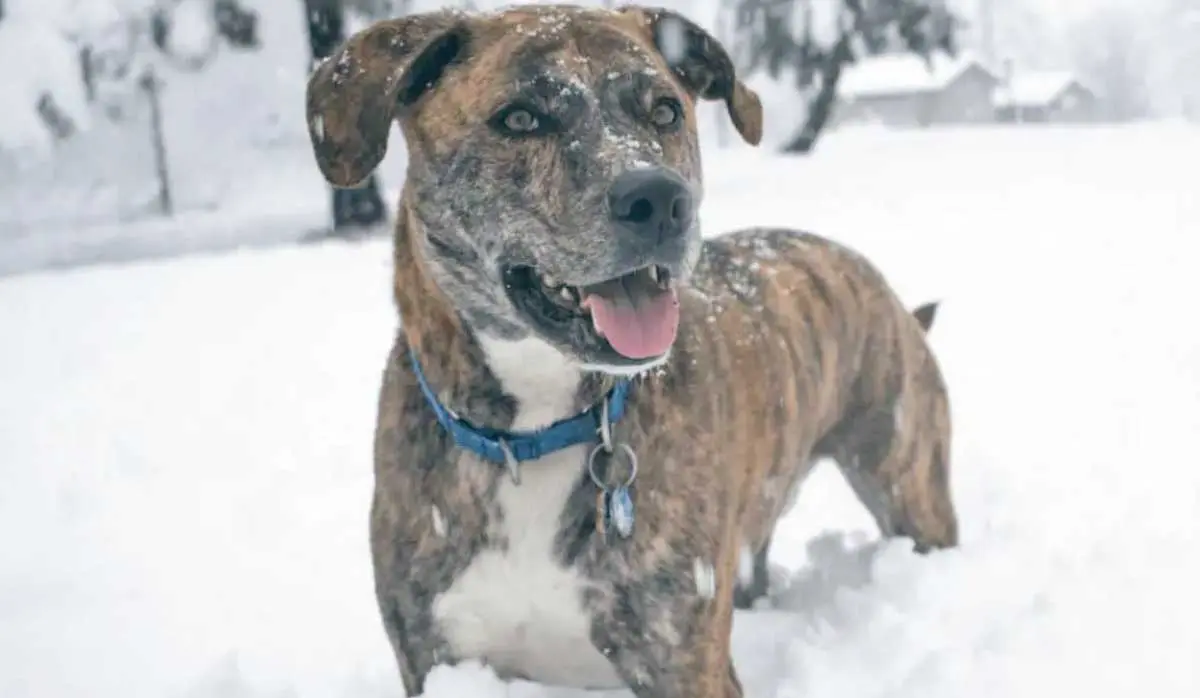 Plott Hound Dog Standing in Snow