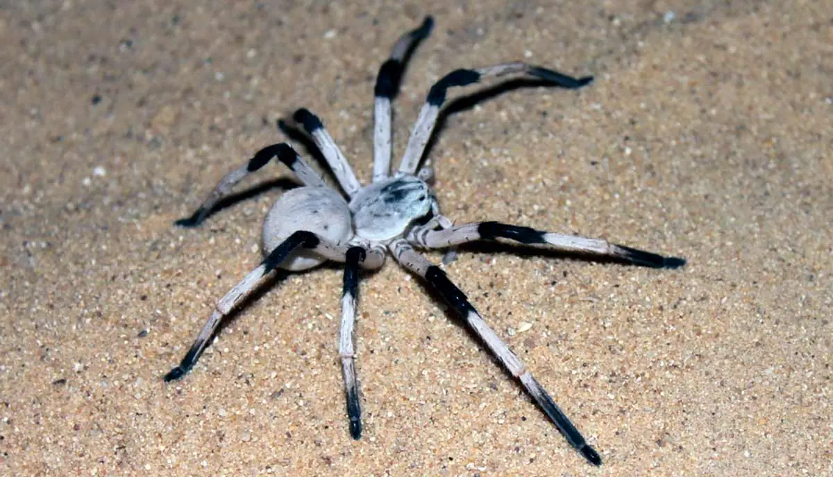 Sand Dwelling Huntsman Spider