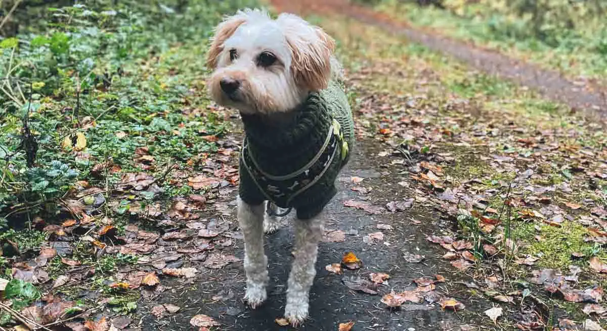 Dog in Sweater on Forest Path in Autumn