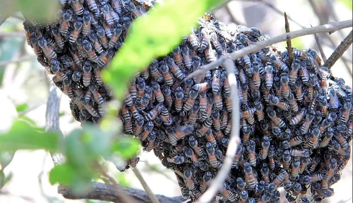a honeybee colony with thousand members