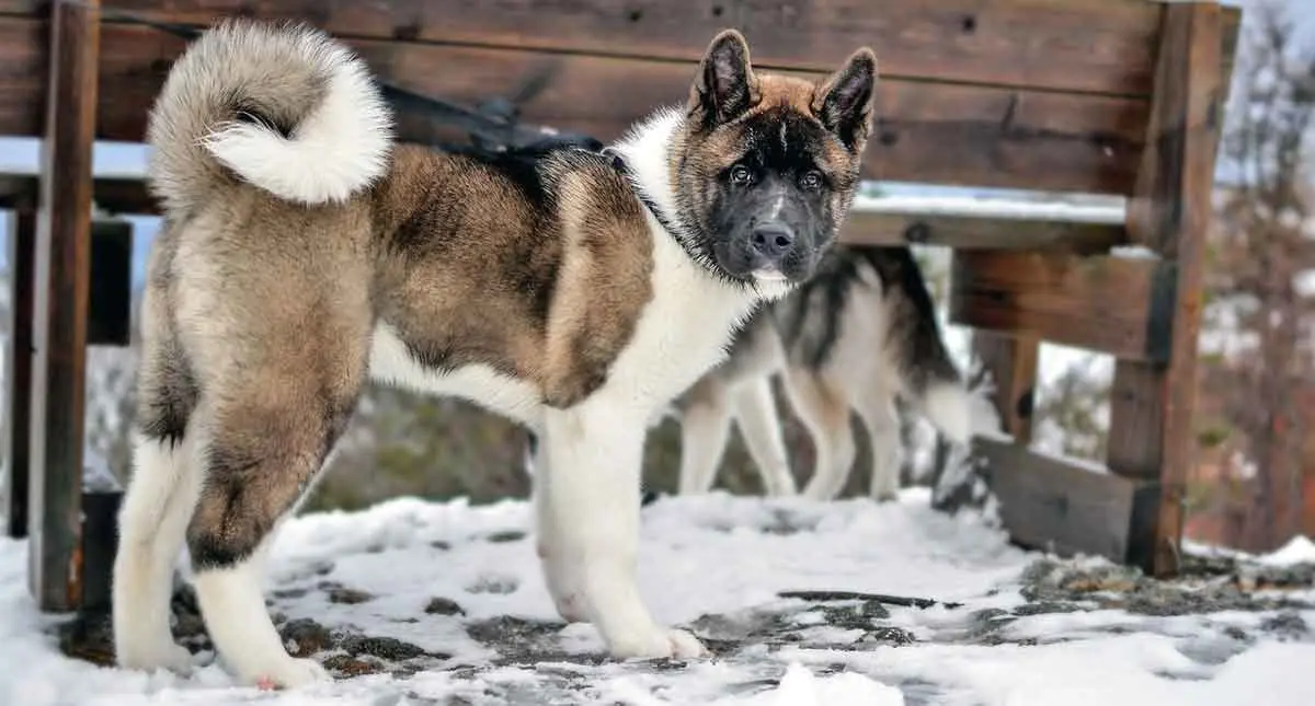 brown and white akita standing in snow