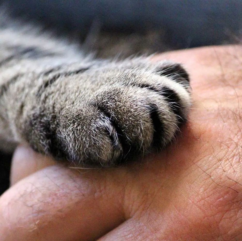 cat paw holding human hand