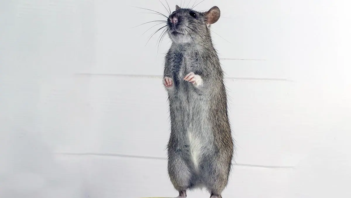 rat standing on its hind legs