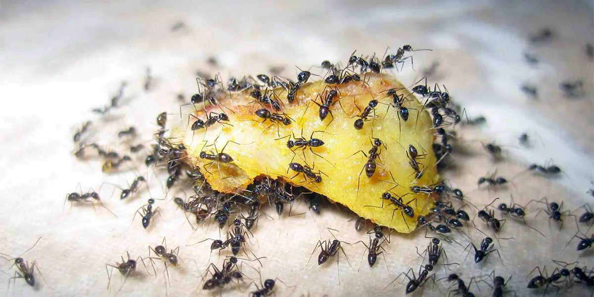 ants swarming a piece of fruit
