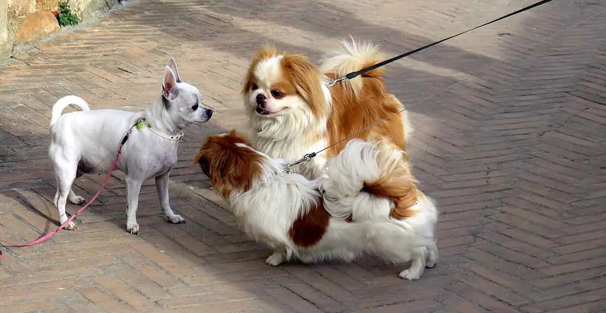 group of small dogs