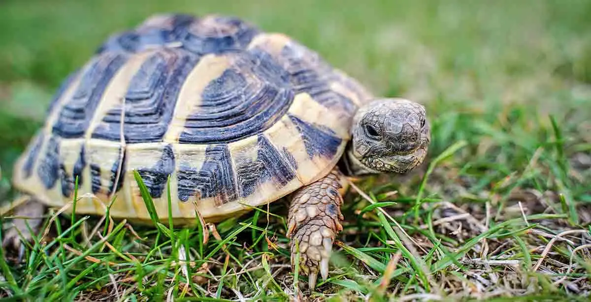 greek tortoise