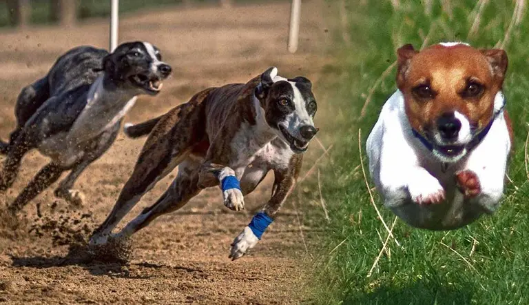 fastest dog breeds in the world
