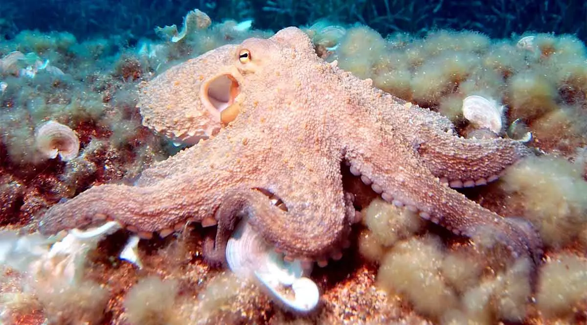 octopus on the ocean floor