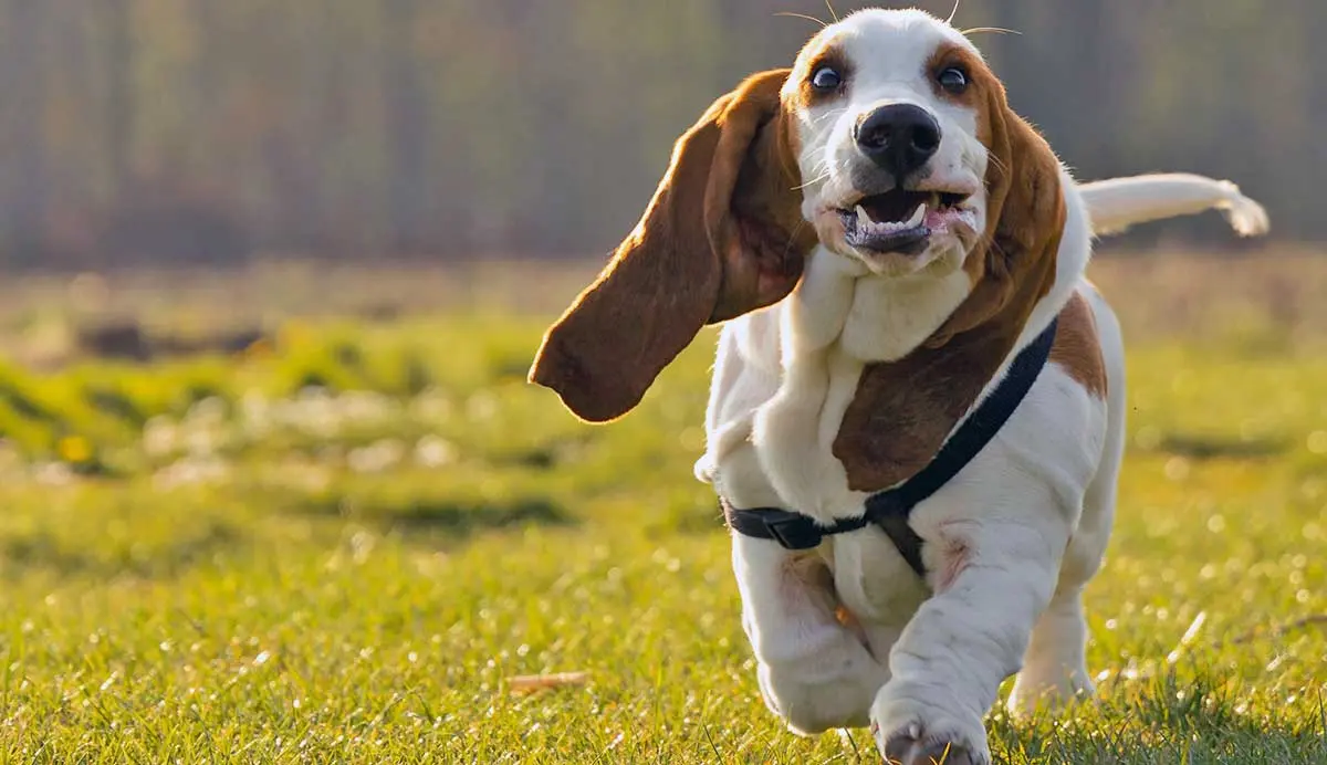 basset hound running on grass toward camera