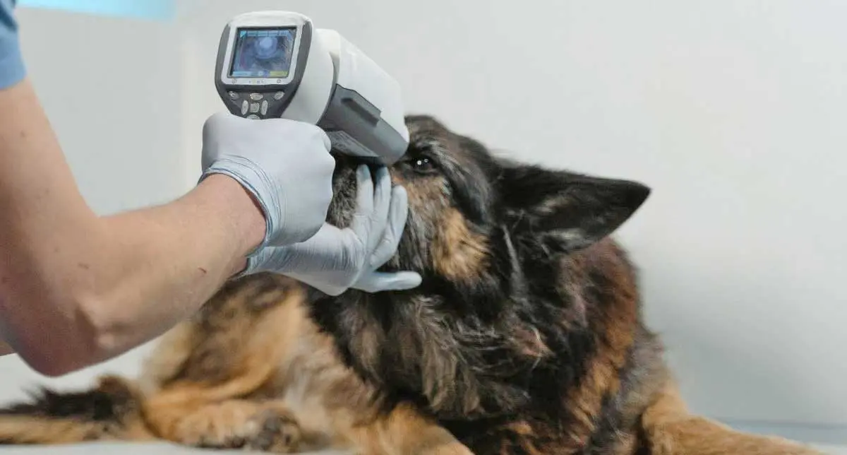 Dog eye exam