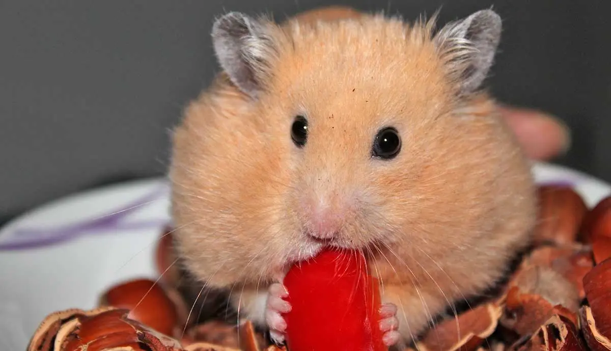 hamster eats nuts