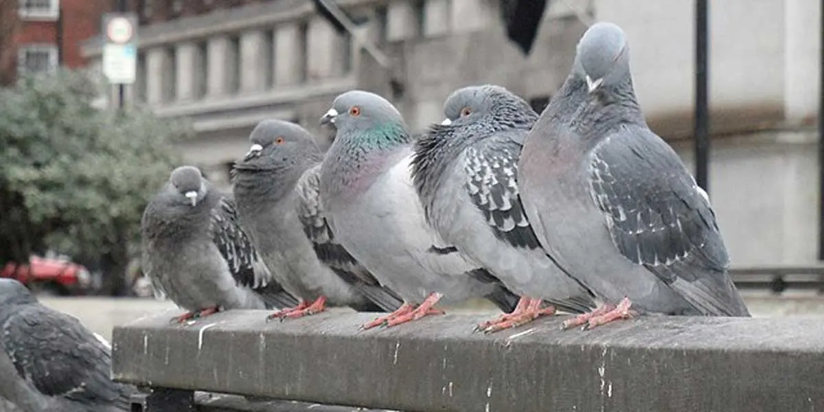 pigeons sitting on a rooftop