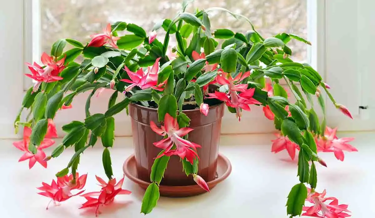 christmas cactus green red