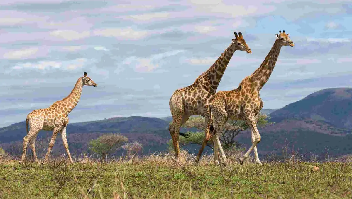 giraffes walking across the savannah of the serengeti