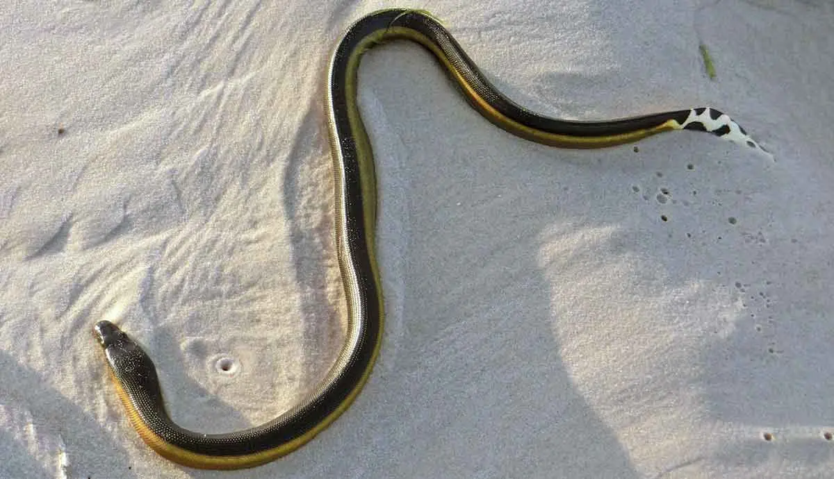 yellow and black sea snake with spotted tail