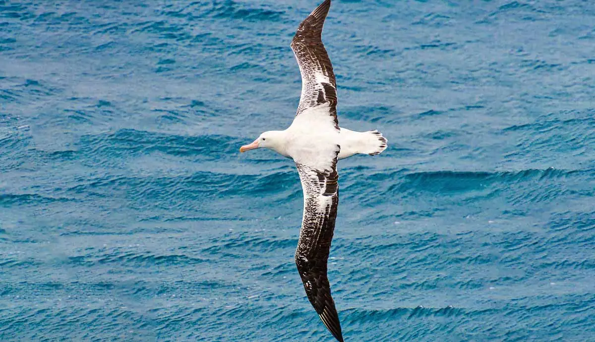 albatross.bird