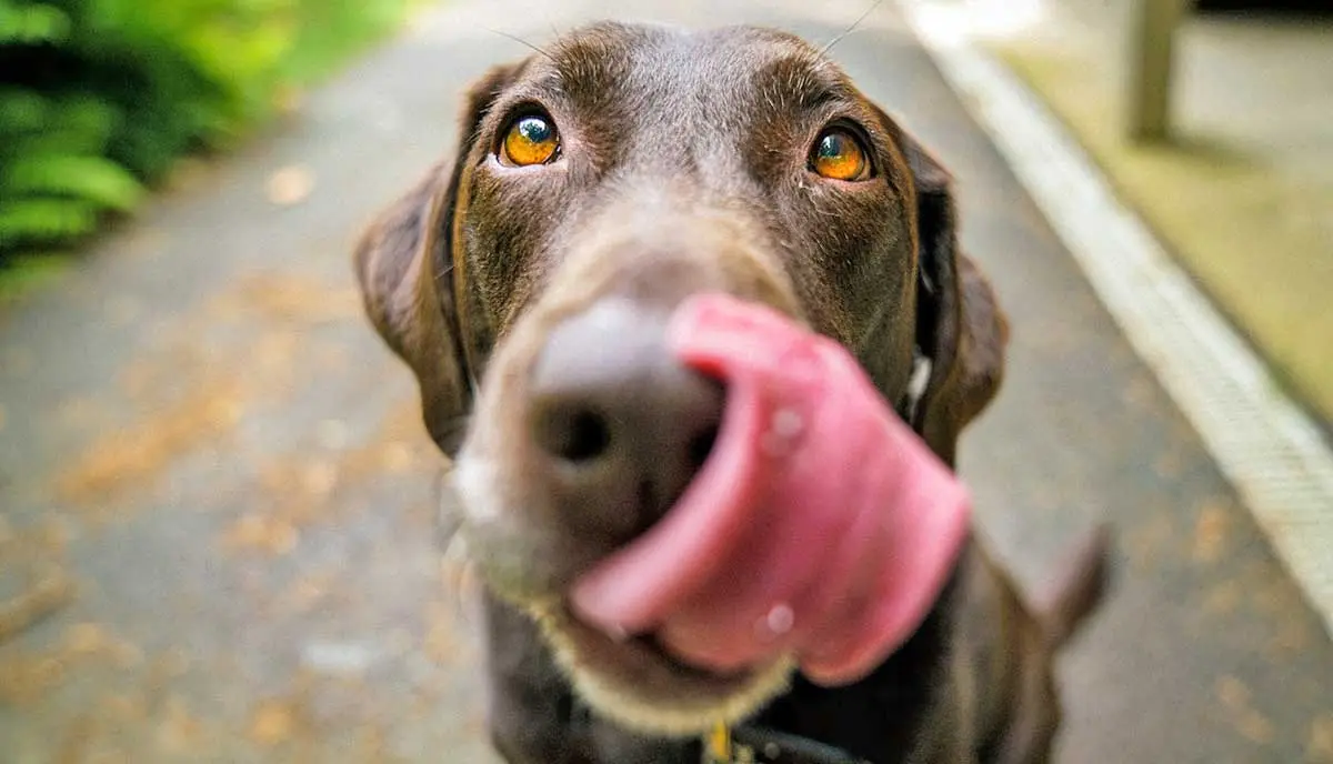 big dog licking lips close up