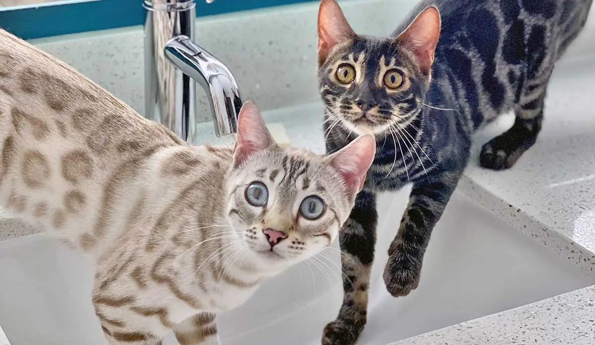 two bengals in a sink