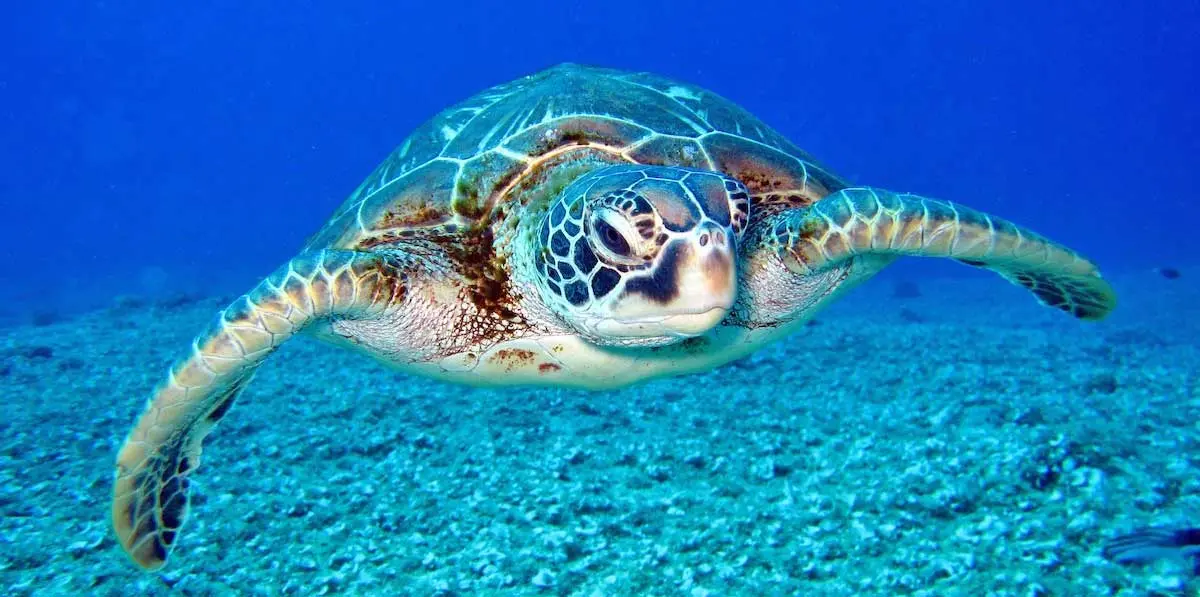 sea turtle front view
