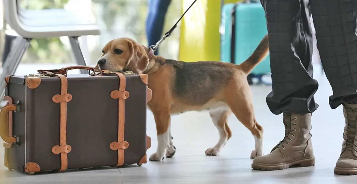 customs beagle