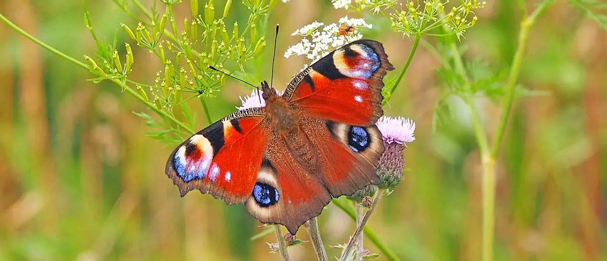 peacock butterfly sitting on a flower