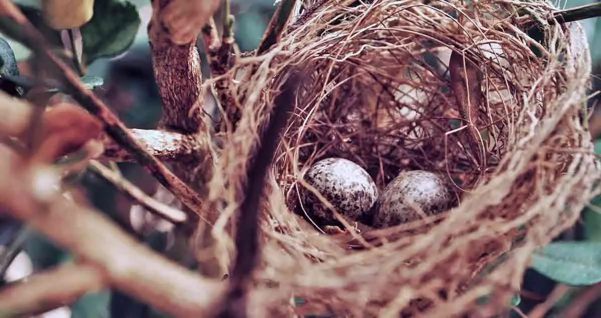 nest eggs speckled