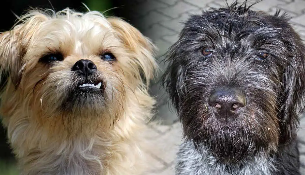 wirehaired dog breeds how to care for their coats
