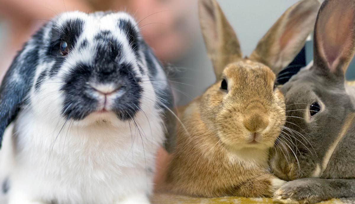 Bunny Basics: How to Care for a Pet Rabbit