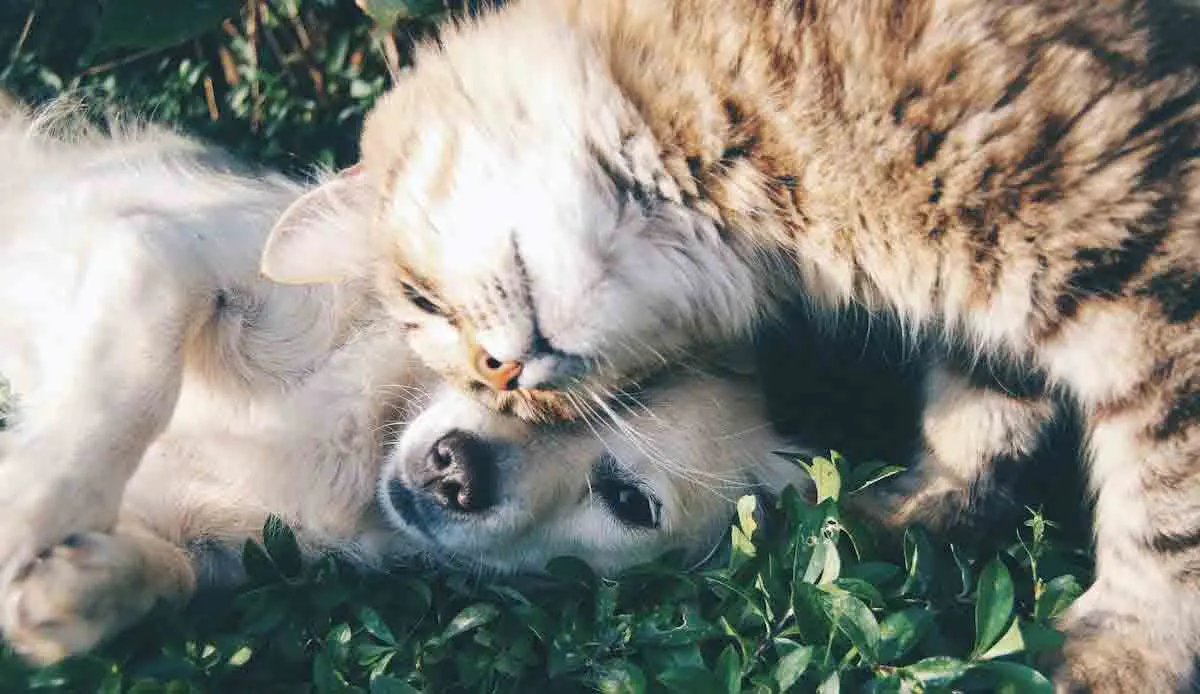 Orange Tabby Cat Beside Fawn Short coated Puppy