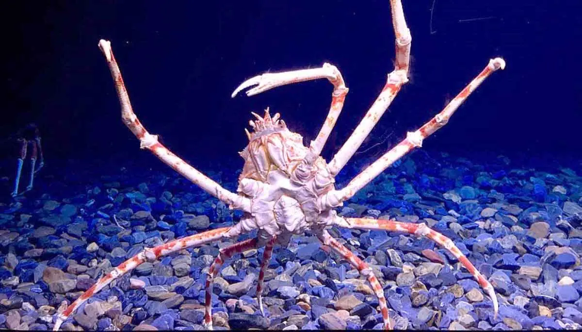 giant japanese spider crab deep sea