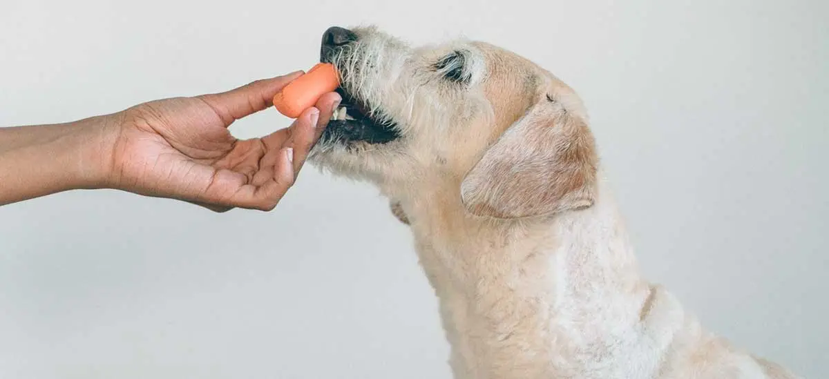 Dog carrots