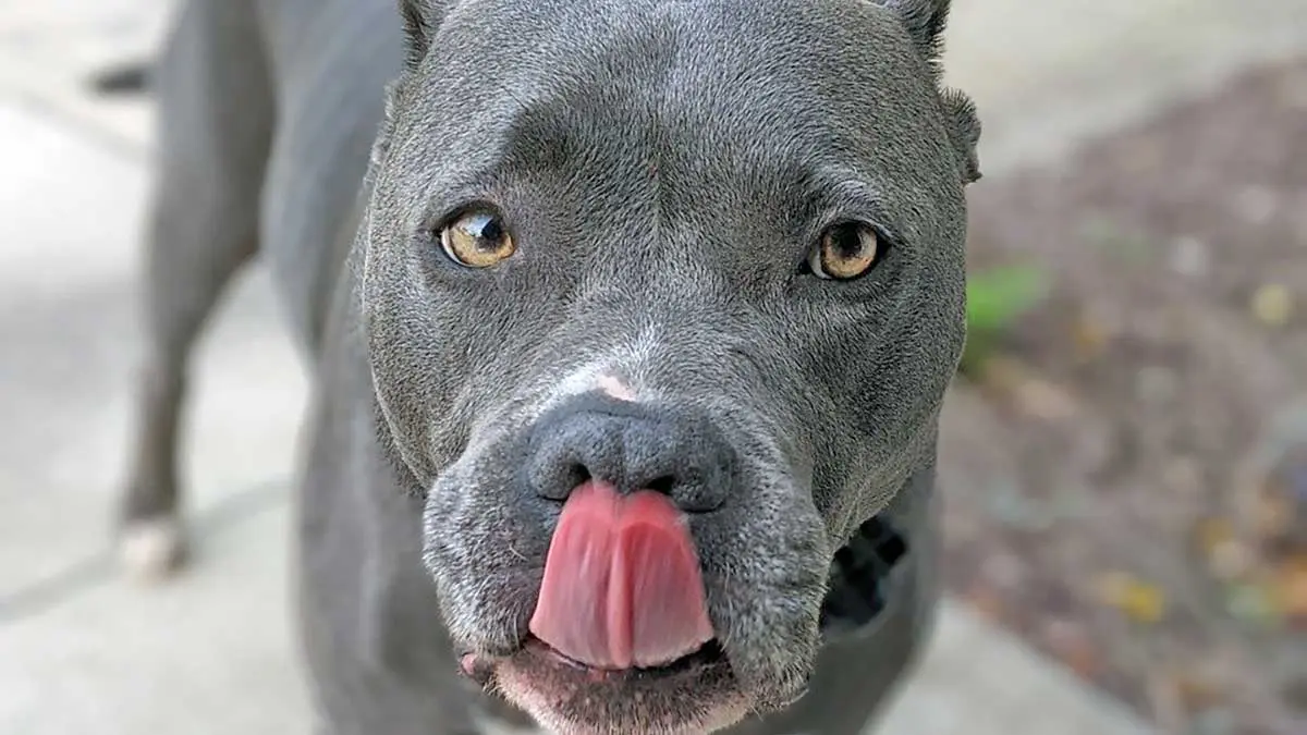 blue pitbull standing licking its nose