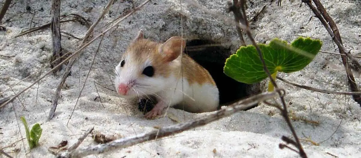 beach mouse in burrow