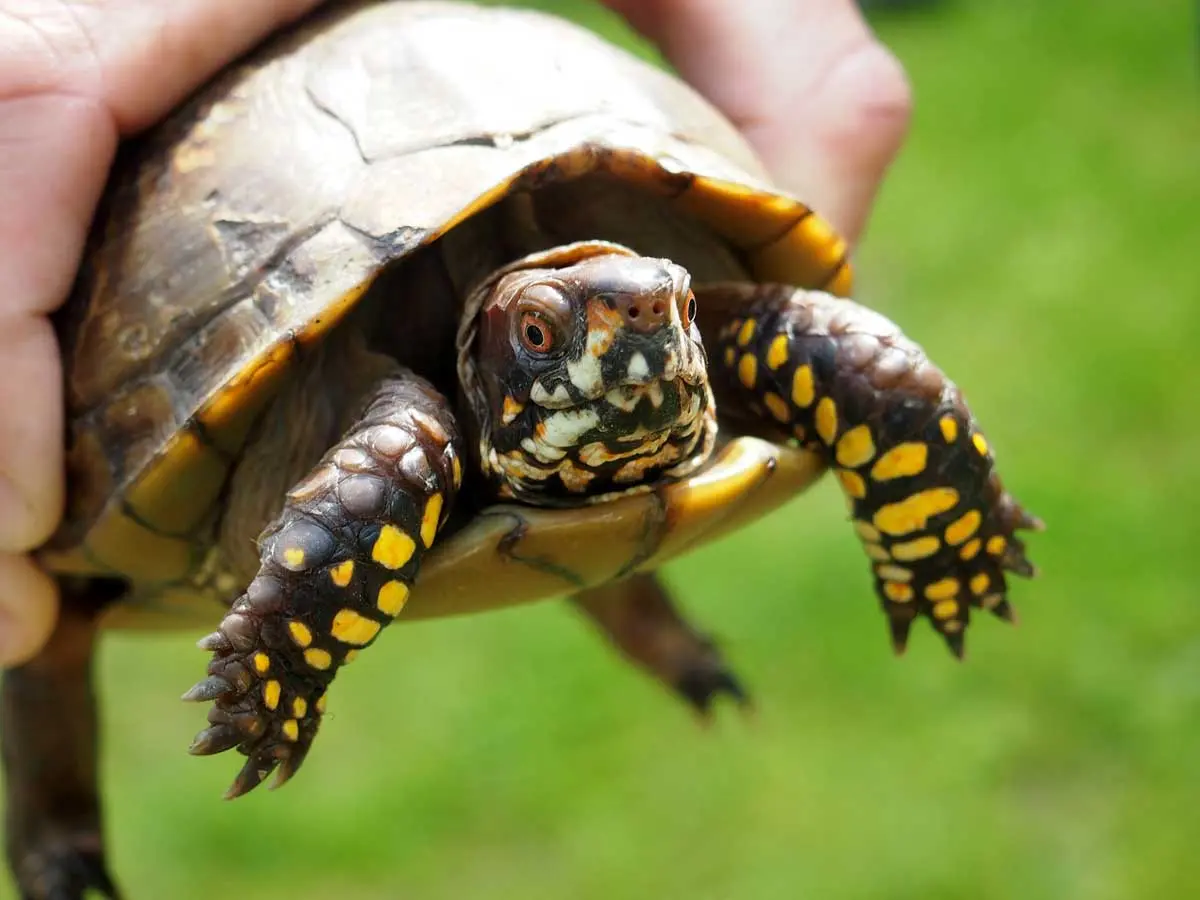 human handling pet tortoise