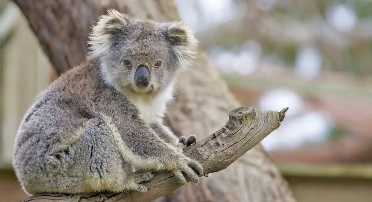 koalasandiegozoo