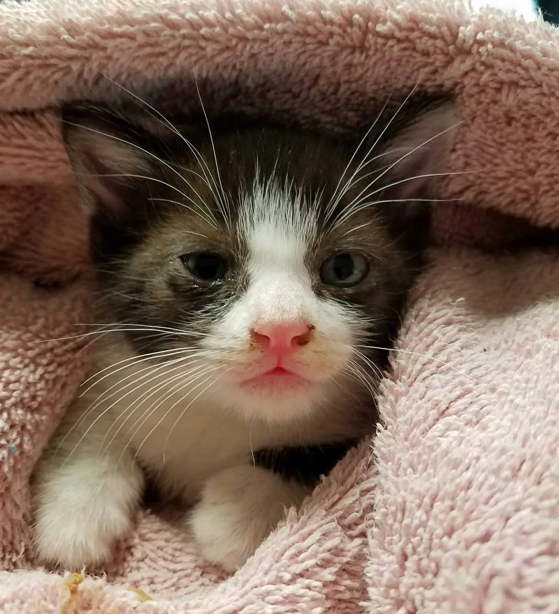 kitten with teary eyes