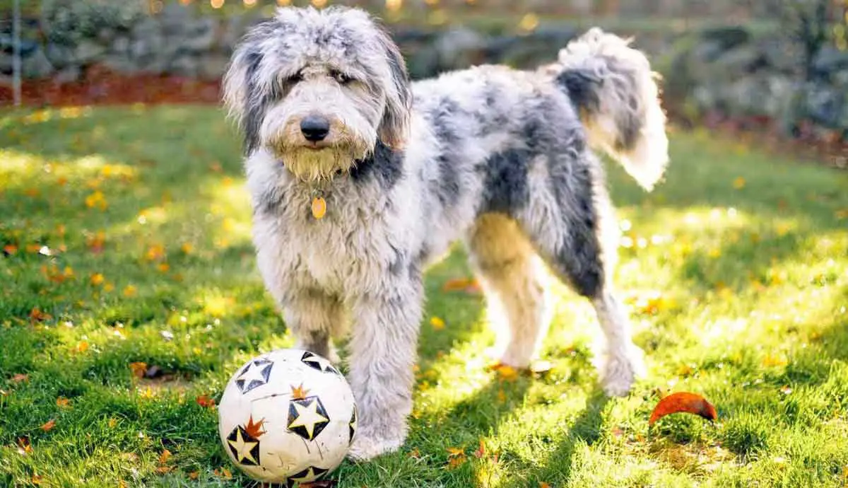 Aussiedoodle with Soccer Ball on Grass