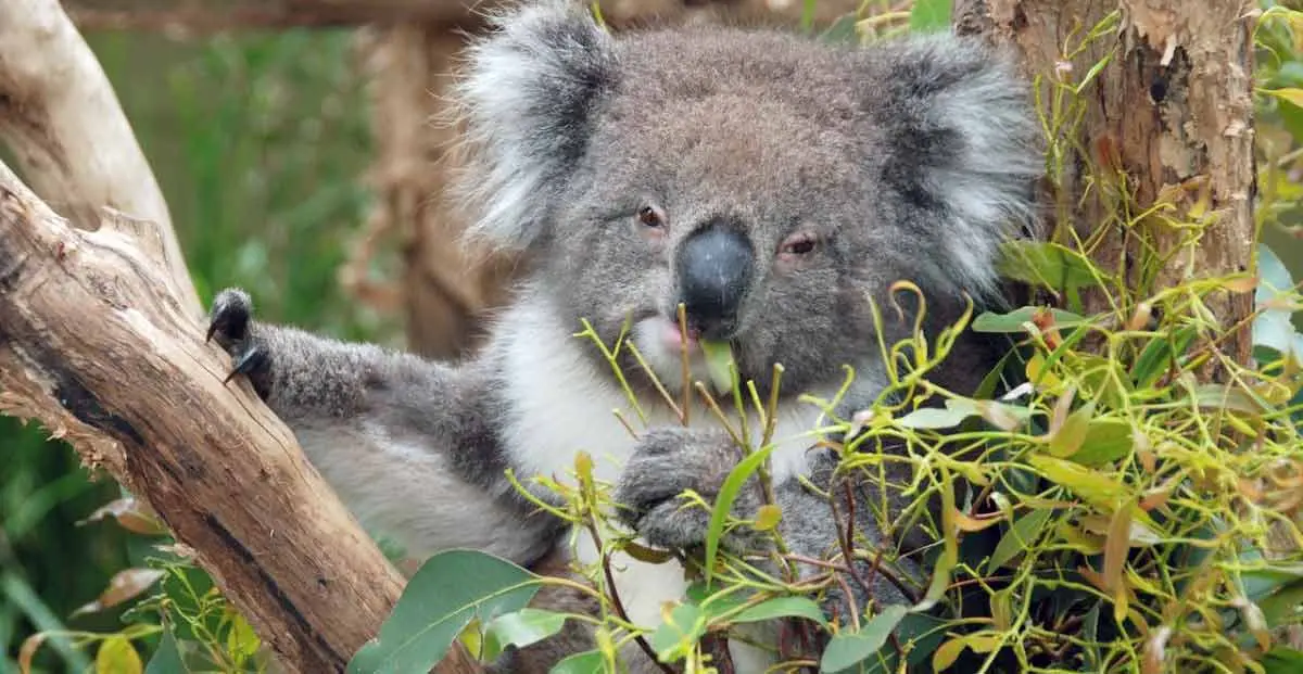 koalas eating