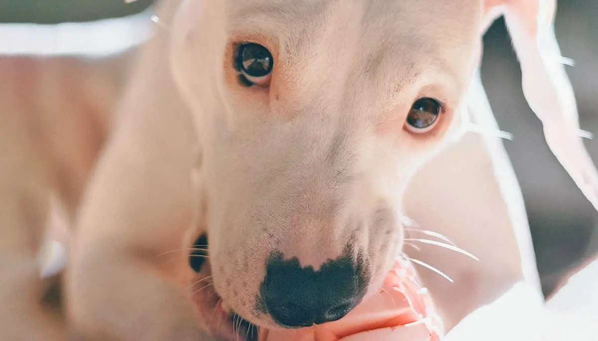 dogo argentino with ball
