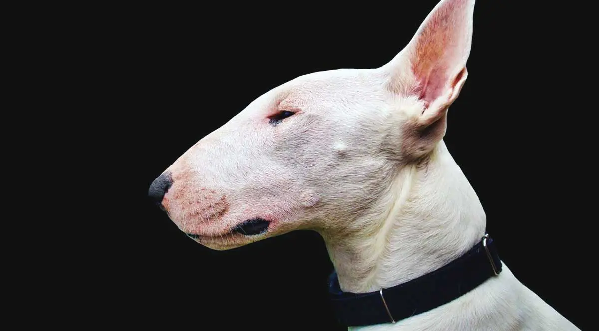 white bull terrier side profile black background