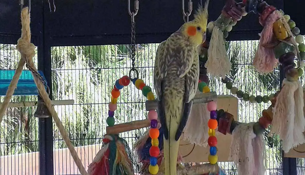 cockatiel in cage with toys