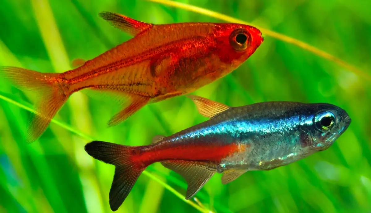 identifying different types of tetras