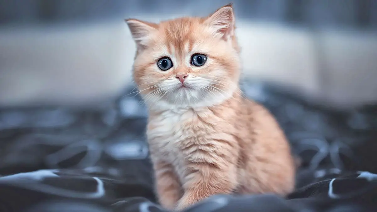 cute kitten hdqwalls.com