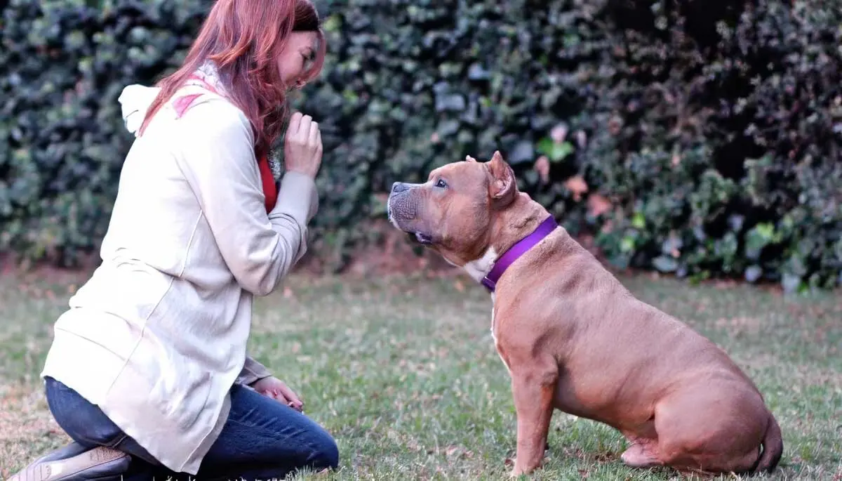 tan pitbull trained by woman handler wearing white jacket on grass
