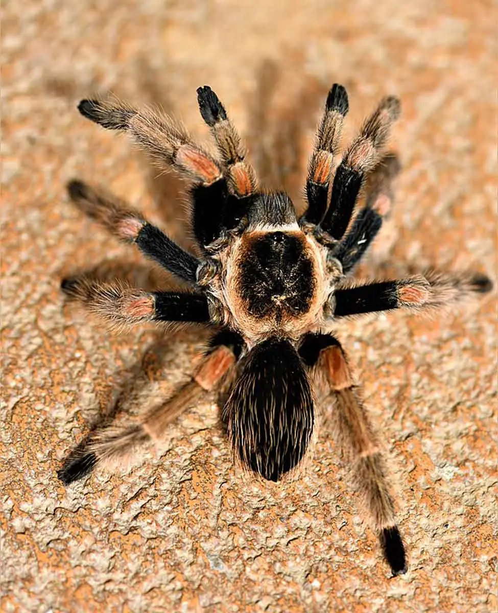tarantula in the sand desert