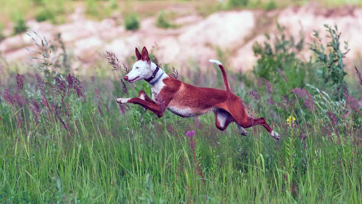 ibizan hound leaping
