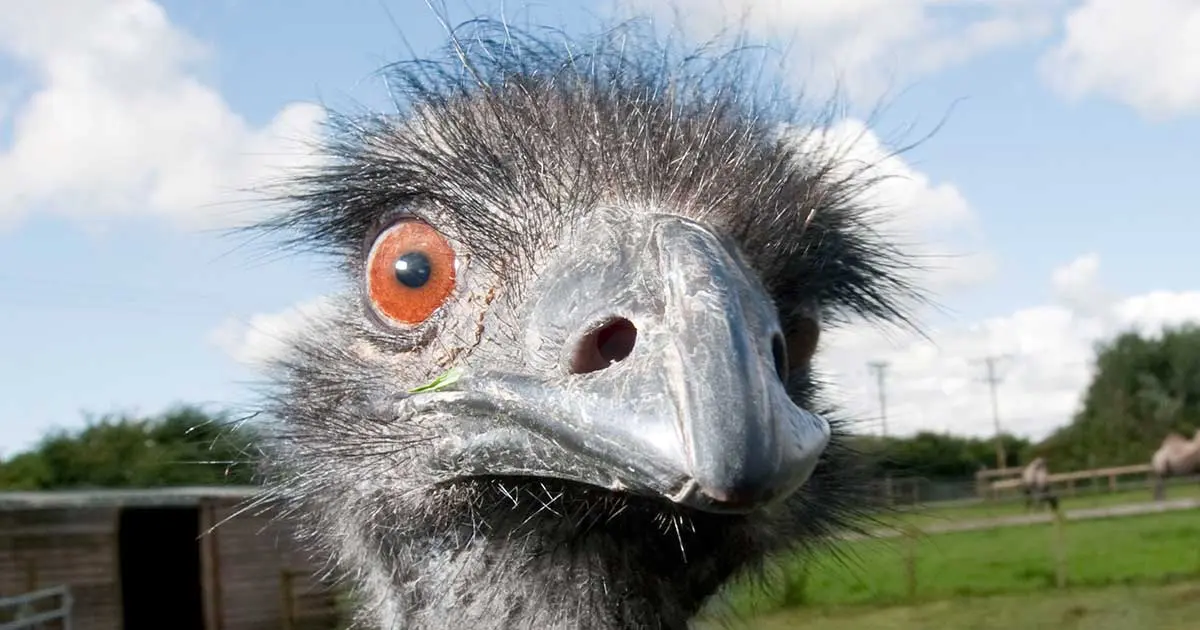emu face close up