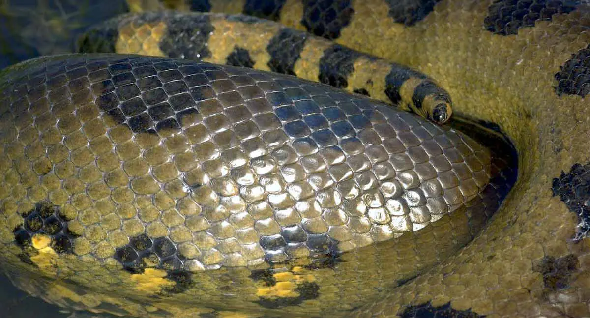 anaconda scales