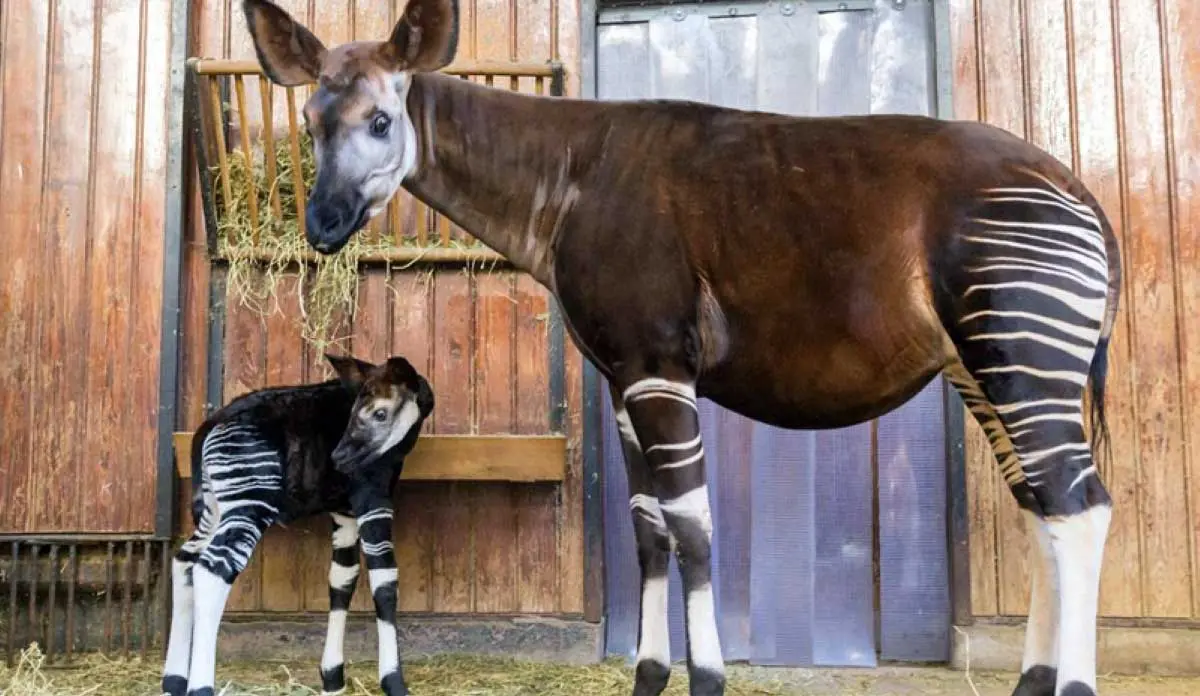 okapi mother and calf