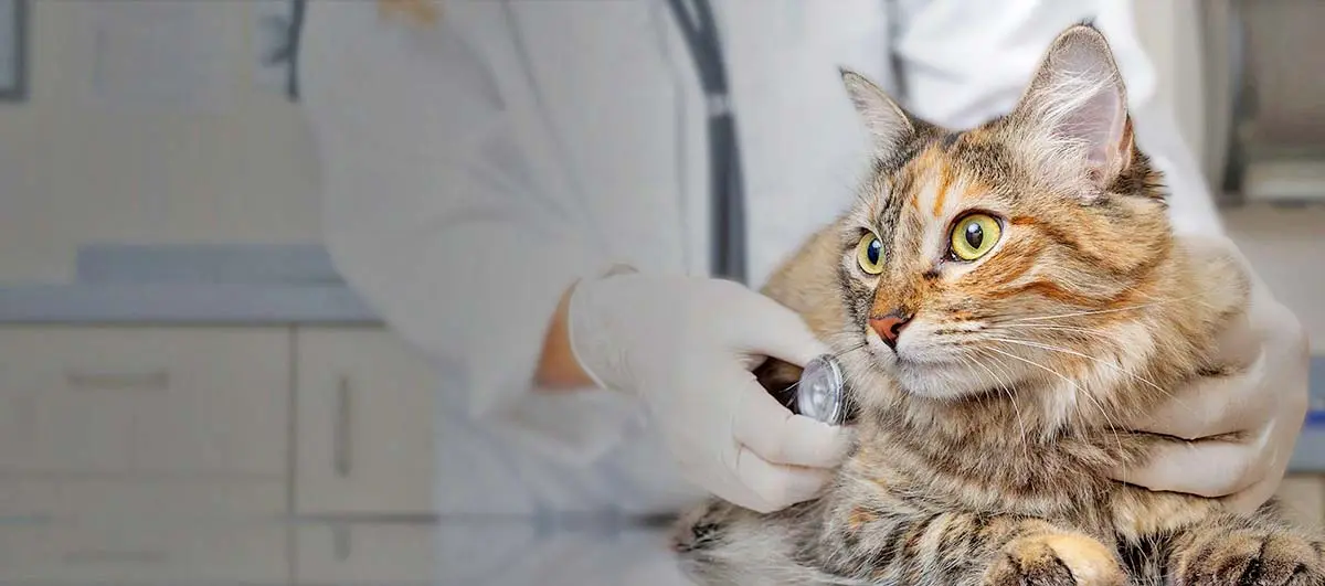 veterinarian examining cat vet